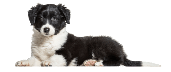 Large dog breed puppies for clearance sale